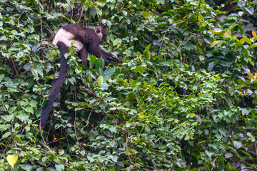 Monkeys endangered species is hard to find. Delacour's langur, or Delacour's lutung (Trachypithecus delacouri) monkey at  Van Long Nature Reserve, Vietnam. 300 individuals of critically endangered.