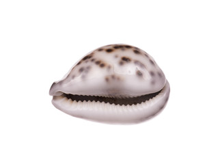 seashell isolated on white background