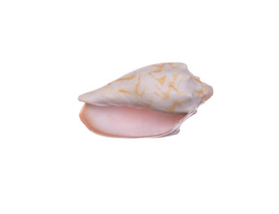 seashell isolated on white background