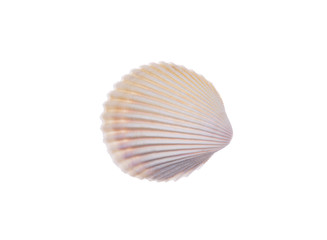 seashell isolated on white background