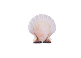 seashell isolated on white background