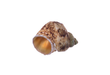 seashell isolated on white background