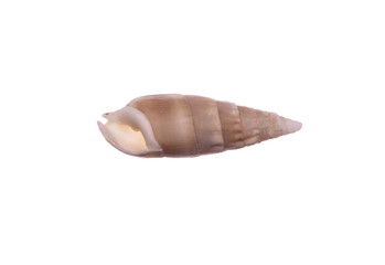 seashell isolated on white background