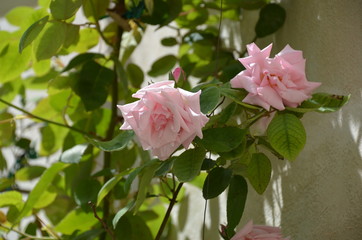 pink rose flower