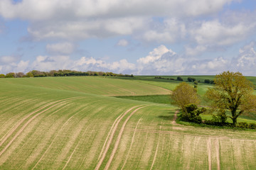 Fototapeta na wymiar Crops growing in fields in the South Downs, Sussex