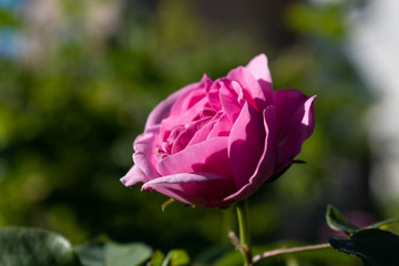 Pink Rose