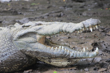 Resting crocodile
