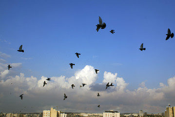 Birds over a town