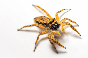Litle Spider