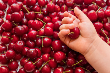 Healthy food concept. Fresh cherry fruit in child's hand on sweet cherry background, view from above