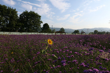  Dongting wild flower scenic spots