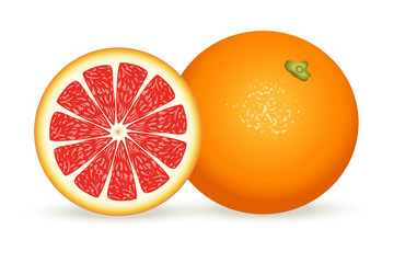 Fresh grapefruit in realistic style. illustration isolated on white background.