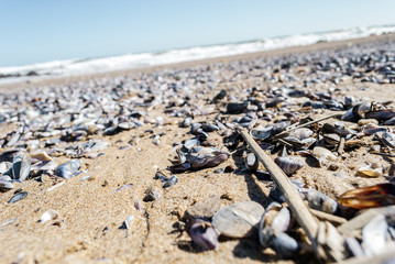 Tons of seashells and wood sticks at the beach. Close up Background. La Paloma, Punta del Este,...