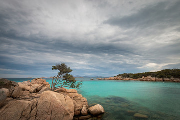 Single tree on the rocks of Capriccioli beach,Italy
