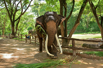 Elephant in the forest with long sesame walking to the elephant farm at The young Elephant school in Chiangmai, Thailand