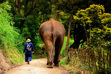 Elephant caretaker in Mae Rim District  chiangmai thailand.