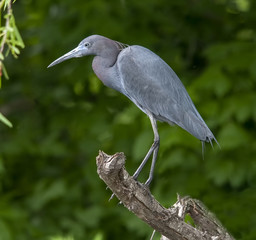 Blue Heron