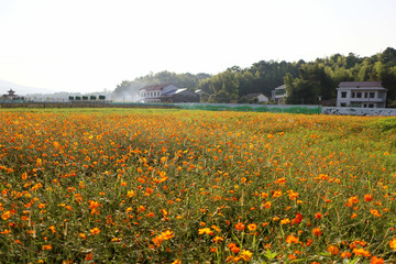   Dongting wild flower scenic spots
