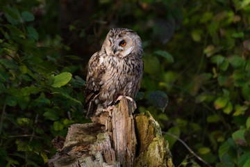 Long eared owl between leaves
