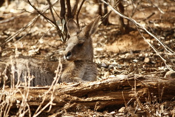 Wild Kangaroo/Wallaby resting in the hot dry sun during drought season, surrounded with dry yellow grass, red dirt and trees in Tamworth, New South Wales, Rural Australia