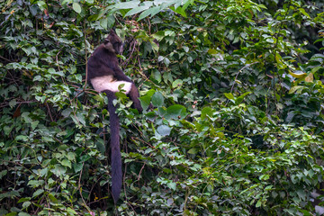 Monkeys endangered species is hard to find. Delacour's langur, or Delacour's lutung (Trachypithecus delacouri) monkey at  Van Long Nature Reserve, Vietnam. 300 individuals of critically endangered.