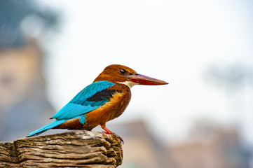 Beautiful and colourful  tropical Kingfisher bird pose on a blurred background in Varanasi, India