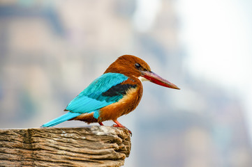 Beautiful and colourful  tropical Kingfisher bird pose on a blurred background in Varanasi, India