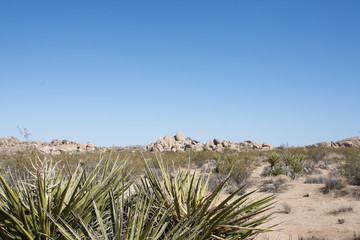 Joshua Tree Desert Landscape