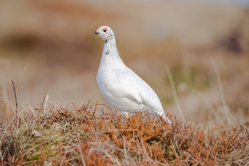 Female of Willow Ptarmigan - Lagopus- bird with red eyebrows