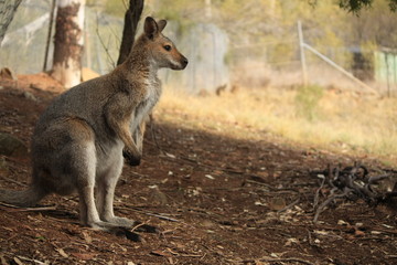 Wild Kangaroo/Wallaby resting in the hot dry sun during drought season, surrounded with dry yellow grass, red dirt and trees in Tamworth, New South Wales, Rural Australia