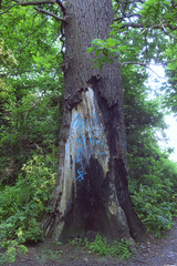 Tree burned in Howth, Dublin