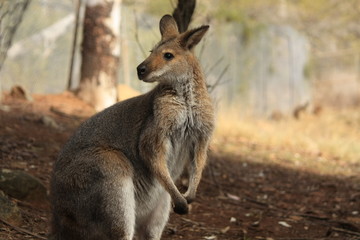Naklejka na ściany i meble Wild Kangaroo/Wallaby resting in the hot dry sun during drought season, surrounded with dry yellow grass, red dirt and trees in Tamworth, New South Wales, Rural Australia