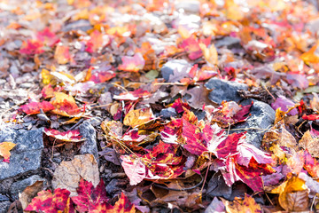 Pattern of fallen autumn brown, orange, red, golden many leaves on ground closeup surface level with rocks in Harper's Ferry, West Virginia