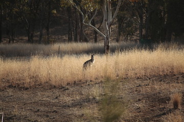 Wild Kangaroo/Wallaby resting in the hot dry sun during drought season, surrounded with dry yellow grass, red dirt and trees in Tamworth, New South Wales, Rural Australia