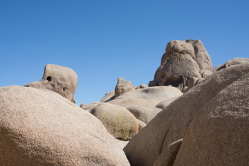 Joshua Tree Desert Landscape