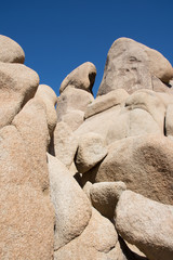 Joshua Tree Desert Landscape