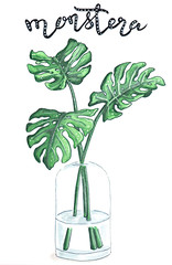Fototapeta na wymiar monstera botanical hand-drawn illustration with a monstera plant in a glass vase with lettering