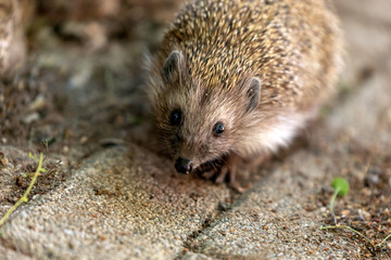 Hedgehog looks to camera