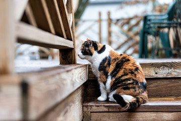 Calico cat curious exploring house backyard by wooden deck, garden, wet wood territory hunting