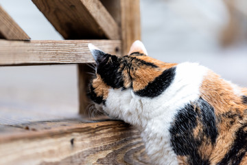 Calico cat closeup curious exploring house backyard by wooden deck, garden, wet wood territory hunting