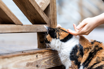 Calico cat curious exploring house backyard by wooden deck, garden, wet wood territory hunting, woman hand girl owner petting head