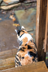 Calico cat curious closeup exploring backyard by wooden deck, garden, wet wood territory hunting looking down