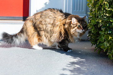 Fototapety na wymiar - Fototapeta24.pl