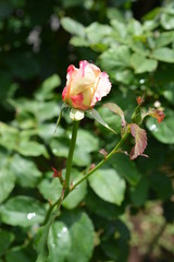 雨上がりの初夏の花、新緑、薔薇、ガーデニングイメージ素材