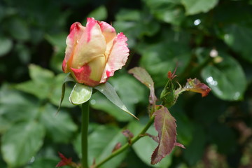 雨上がりの初夏の花、新緑、薔薇、ガーデニングイメージ素材