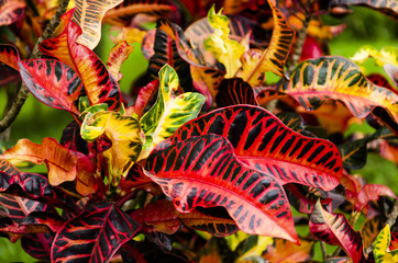 red yellow and green leaves background