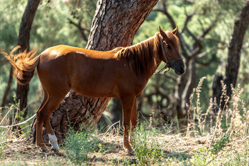 A mare standing