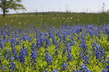 Field of Texas Blue Bonnets