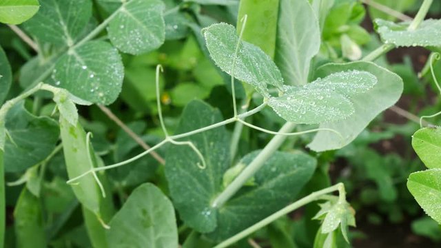Detail of pea plant with drops of water