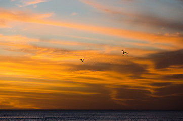 Plakat bird flying to the sunset over the sea